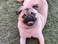 Orjinal pug