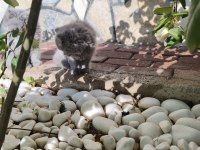 Sahiplendirme erkek ve dişi british shorthair