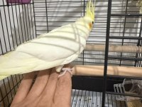 3 aylık sultan papağanı bebek