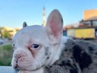 Egzotik french bulldog