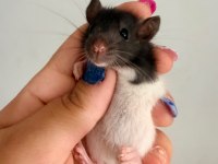 Bebek Ratlar 1.5k