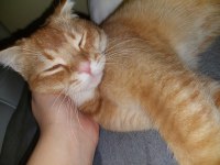 7 aylık aşıları tam erkek british shorthair kedimiz