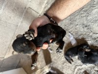 11 Temmuz doğumlu Harika bir genetiğe sahip Dobermann