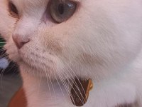 9 aylık scottish fold