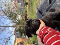 Yetişkin İki Yaşında Pug Safkan Dişi Ve Erkek Var Siyah