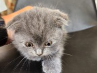 Kızımız 2 Aylık bakabilecek birini arıyoruz scottish fold
