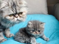Chinchilla kedisi oğlanım