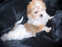 Tea cup exotic yorkshire terrier yavrularımız