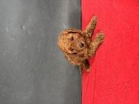 Mini Boy Red Toy Poodle Yavrumuz