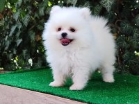 Pomeranian Boo Gülen Surat