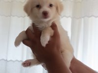 Cins Uygun Pomeranian Yavrular