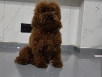Erkek Teacup Kore Poodle