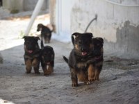 Şecereli dişi ve erkek alman kurdu yavrular