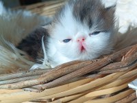 Shorthair İran Persian
