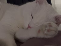 Beyaz british shorthair