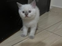 Bluepoint orjinal ve çok özel yavru kedimiz