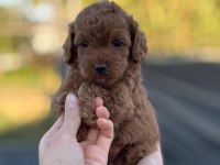 Toy poodle bebeklerimiz