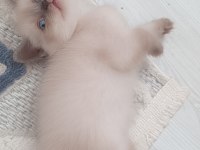 Sadece Aileye British Shorthair Kedisi
