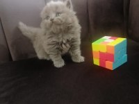 British shorthair yavru Antalya