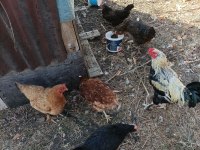 Satılık yumurta tavukları