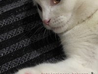 7 aylık scottish fold