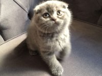 British shorthair scottish fold yavruları