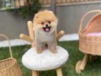 Sağlıklı pomeranian boo yavrular