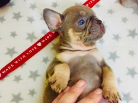 Anatomi harikası lilac tan french bulldog bebeklerimiz