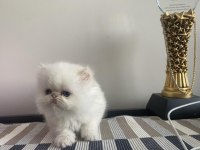 Irk Ve Sağlık Garantili Kediler