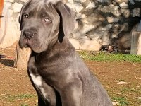 Cane corso blue yavrumuz erkek