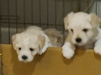 2 aylık safkan Maltese Terrier