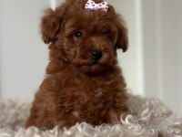Bebek Toy Poodle