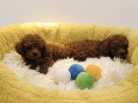 Poodle yavrularımız