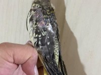 38 GÜNLÜK EL BESLEME EVCİL SULTAN PAPAĞANI BEBEK