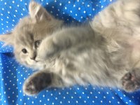 Şeker pare british longhair