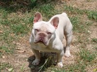 Sağlıklı,ırk garantili French Bulldog yavrusu