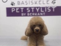 2 yasında dişi toy poodle 26 cm 2650 kg