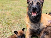 Belçika Malinois Yavruları