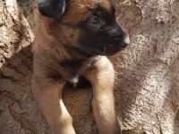 Belçika malinois YAVRULARIMIZ IRK GARANTİLİDİR