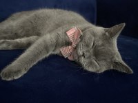 British shorthair Mia için bizimle iletişime geçebilirsiniz
