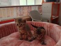 Yavru Scottish Fold Yavrularımız Yeni Sahibini Bekliyor