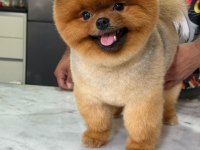 15 aylık kusursuz erkek teddy bear surat pomeranian