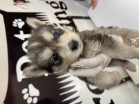 Husky yavrular