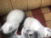 British shorthair 3 aylık dişi yavrular