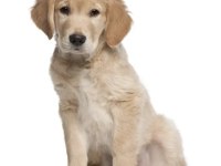 Yavru golden retriever bebek yeni ailesini arıyor