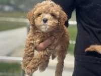 Dizany ırk maltipoo yavrularımız ziyarete açık