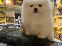 BİBLO GÜZELLİĞİNDE SHOW KALİTE POMERANİAN BOO