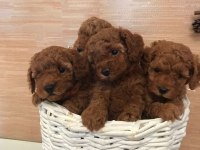 Efsane Toy Poodle Yavruları
