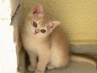 Uyguna Golden British Shorthair Yavrular