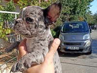 Anne altından eşsiz sağlıklı french bulldoglar